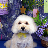 井上様 ハナちゃん（ミックス）