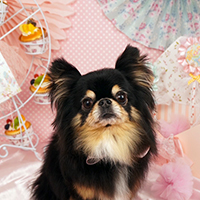 平栗様 こつぶちゃん（チワワ）