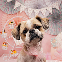 小林様 リロちゃん