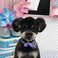 原田様 さくらちゃん（プードル）