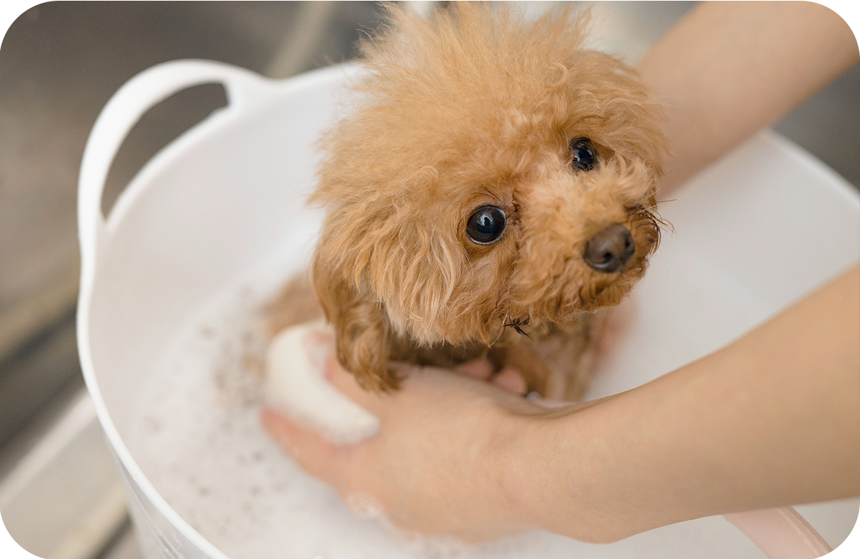 リボンコースのカット