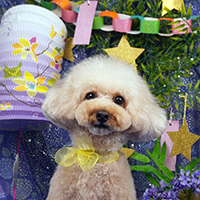 小池様 つむぎちゃん（プードル）